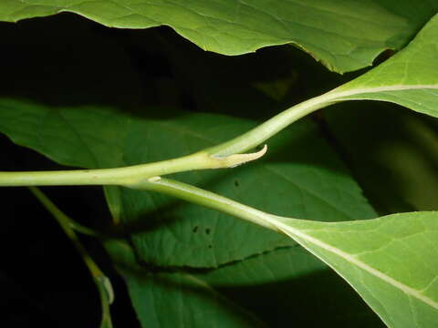 Image of Pterostyrax hispidus Sieb. & Zucc.