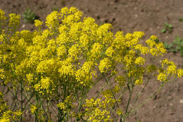 Image of woad