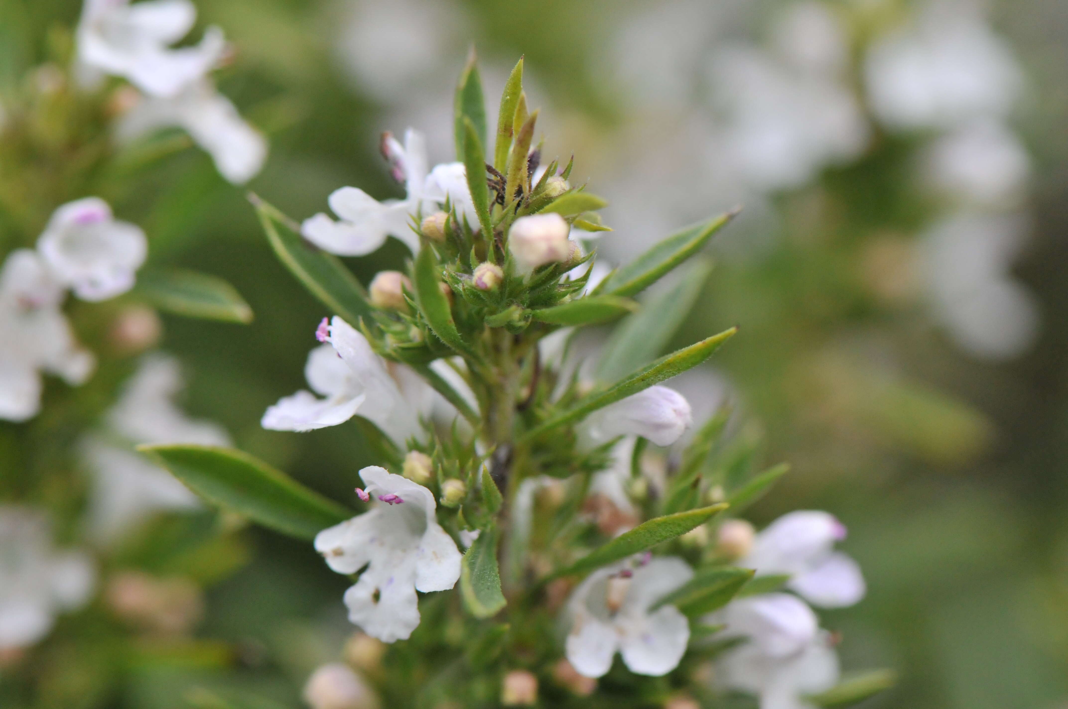 Image of perennial savory