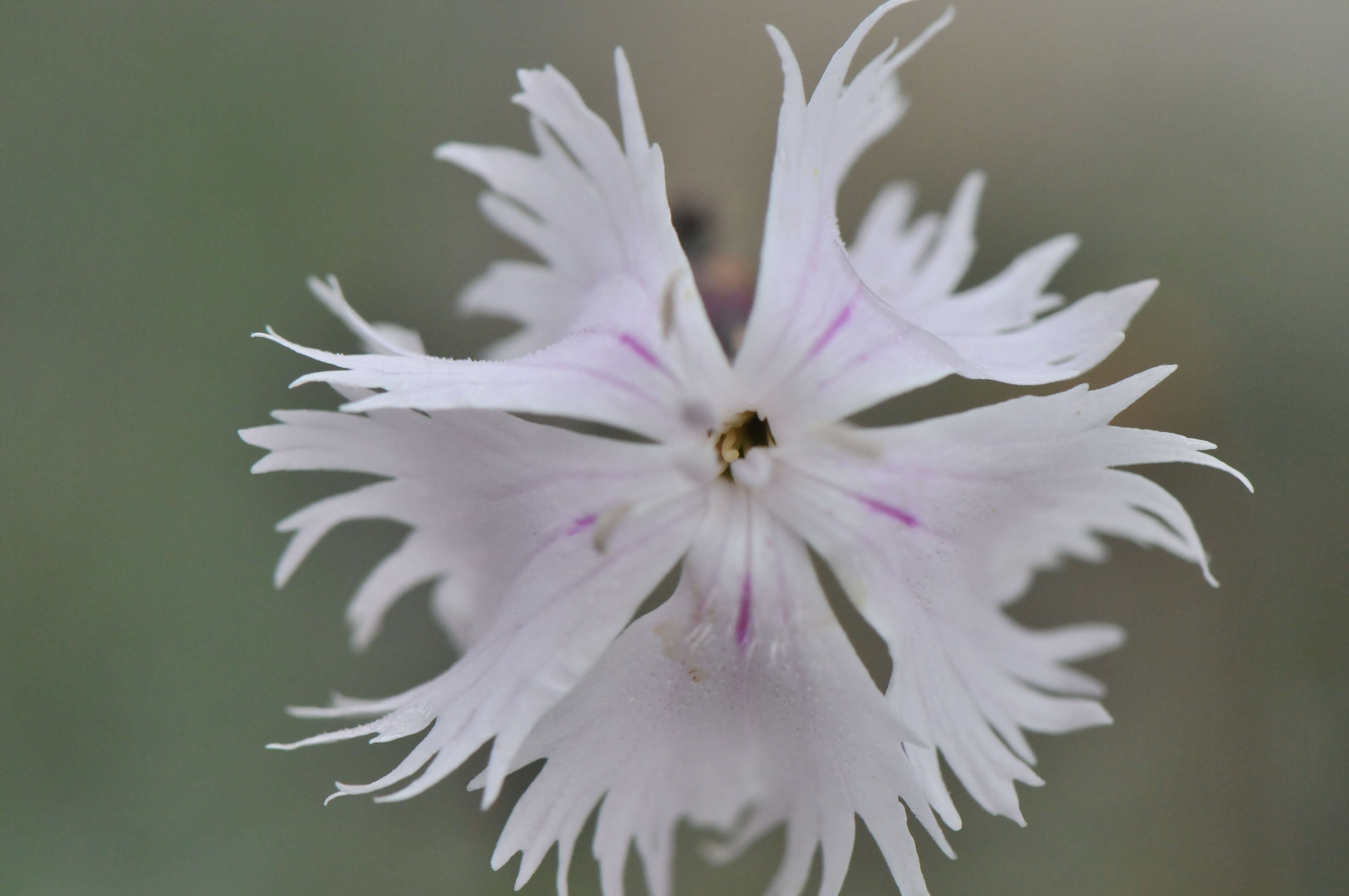 Image of feathered pink