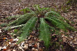 Image of hard shield-fern