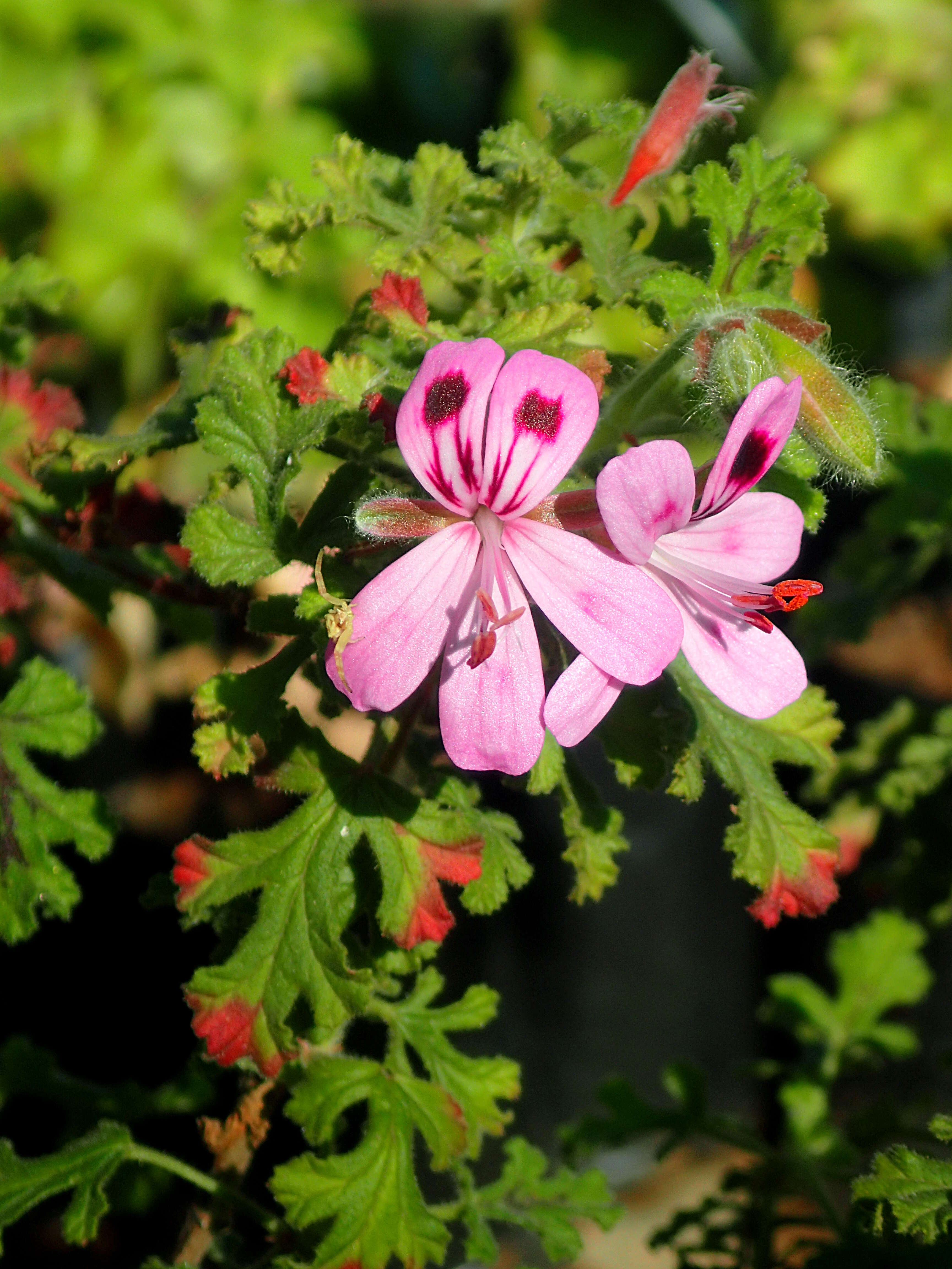 Imagem de Pelargonium quercifolium (L.) L'Her.