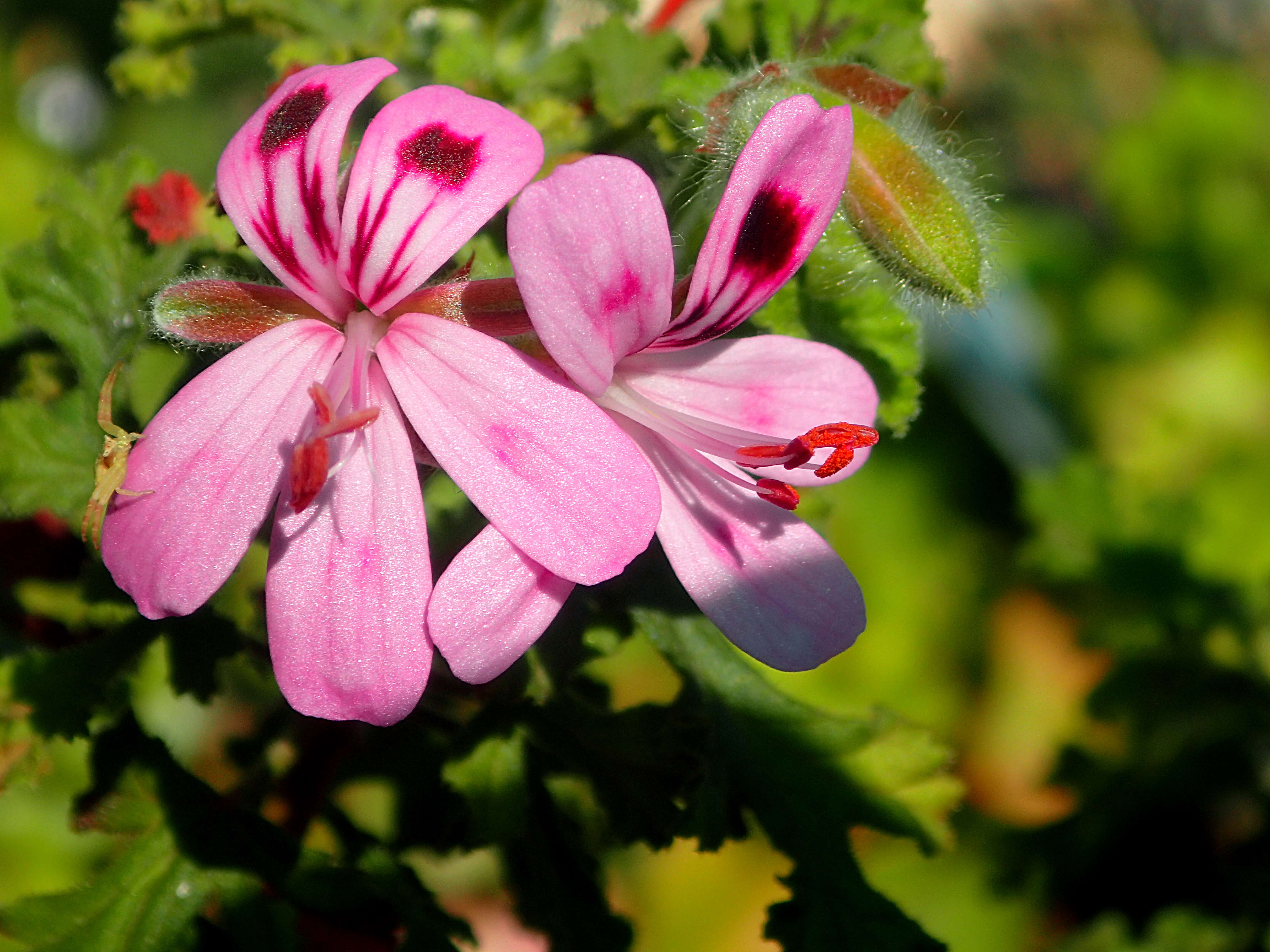 Imagem de Pelargonium quercifolium (L.) L'Her.