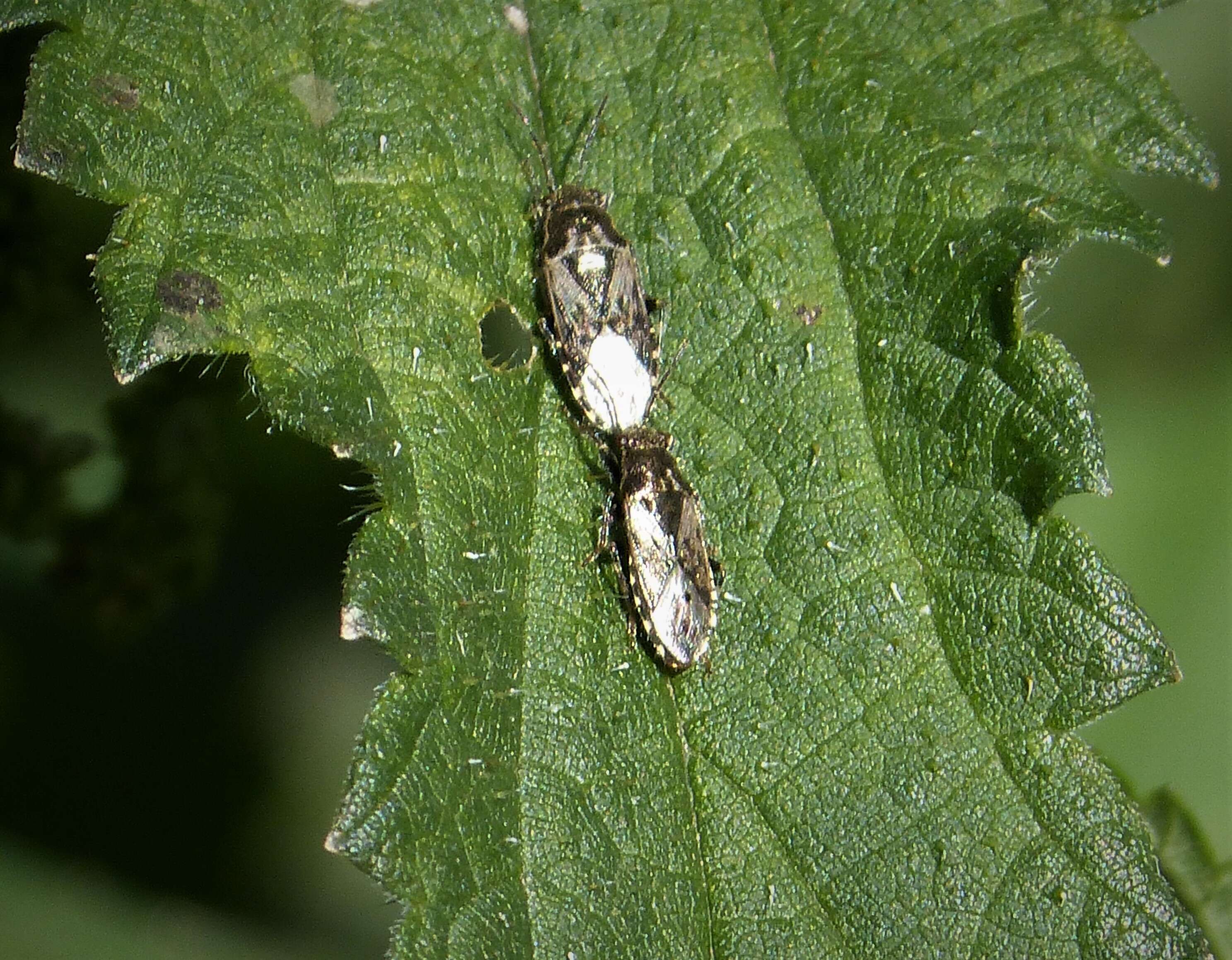 Image of Nettle Ground Bug