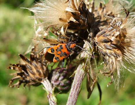 Image of black & red squash bug