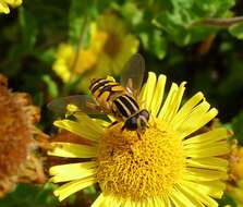 Image of Marsh Hoverfly