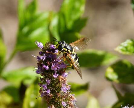 Image of <i>Chrysotoxum festivum</i>