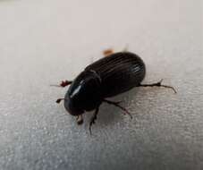 Image of Night-flying Dung Beetle