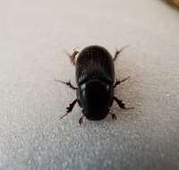 Image of Night-flying Dung Beetle