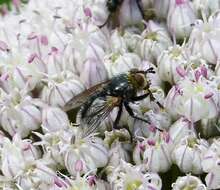 Image of Eurithia anthophila (Robineau-Desvoidy 1830)