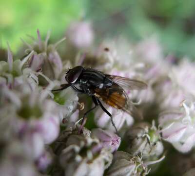 Image of Face Fly