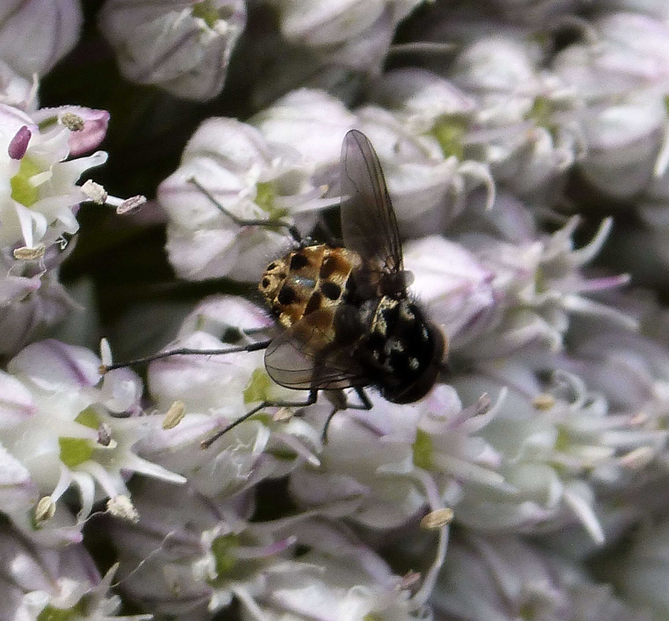 Image of House fly