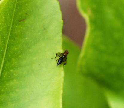 Image de Mouche des graminées