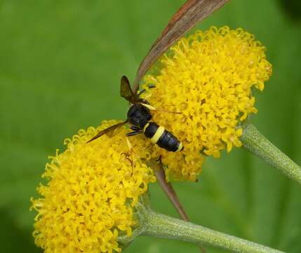 Imagem de Cerceris rybyensis (Linnaeus 1771)