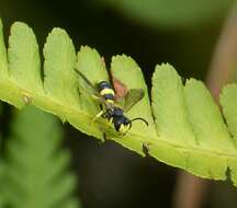 Imagem de Cerceris rybyensis (Linnaeus 1771)