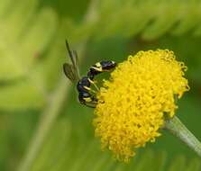 Imagem de Cerceris rybyensis (Linnaeus 1771)