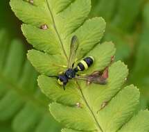 Imagem de Cerceris rybyensis (Linnaeus 1771)