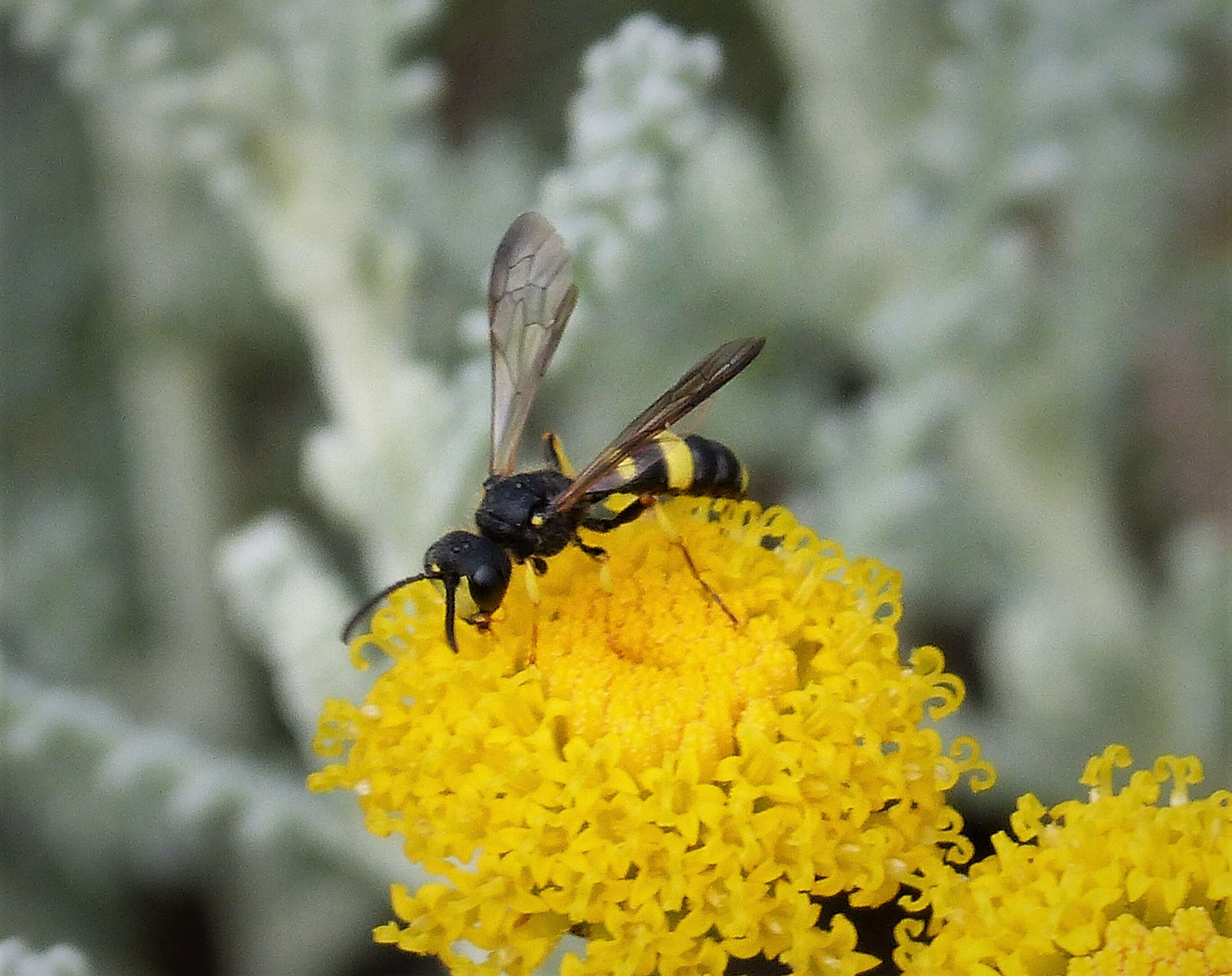 Imagem de Cerceris rybyensis (Linnaeus 1771)