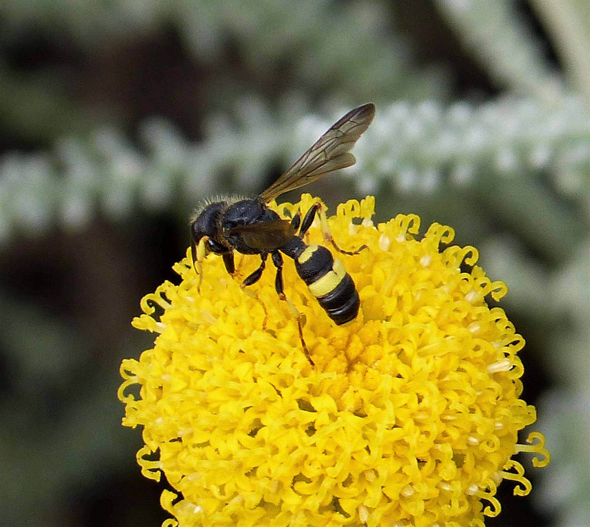 Imagem de Cerceris rybyensis (Linnaeus 1771)