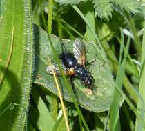 Image of Zophomyia temula (Scopoli 1763)