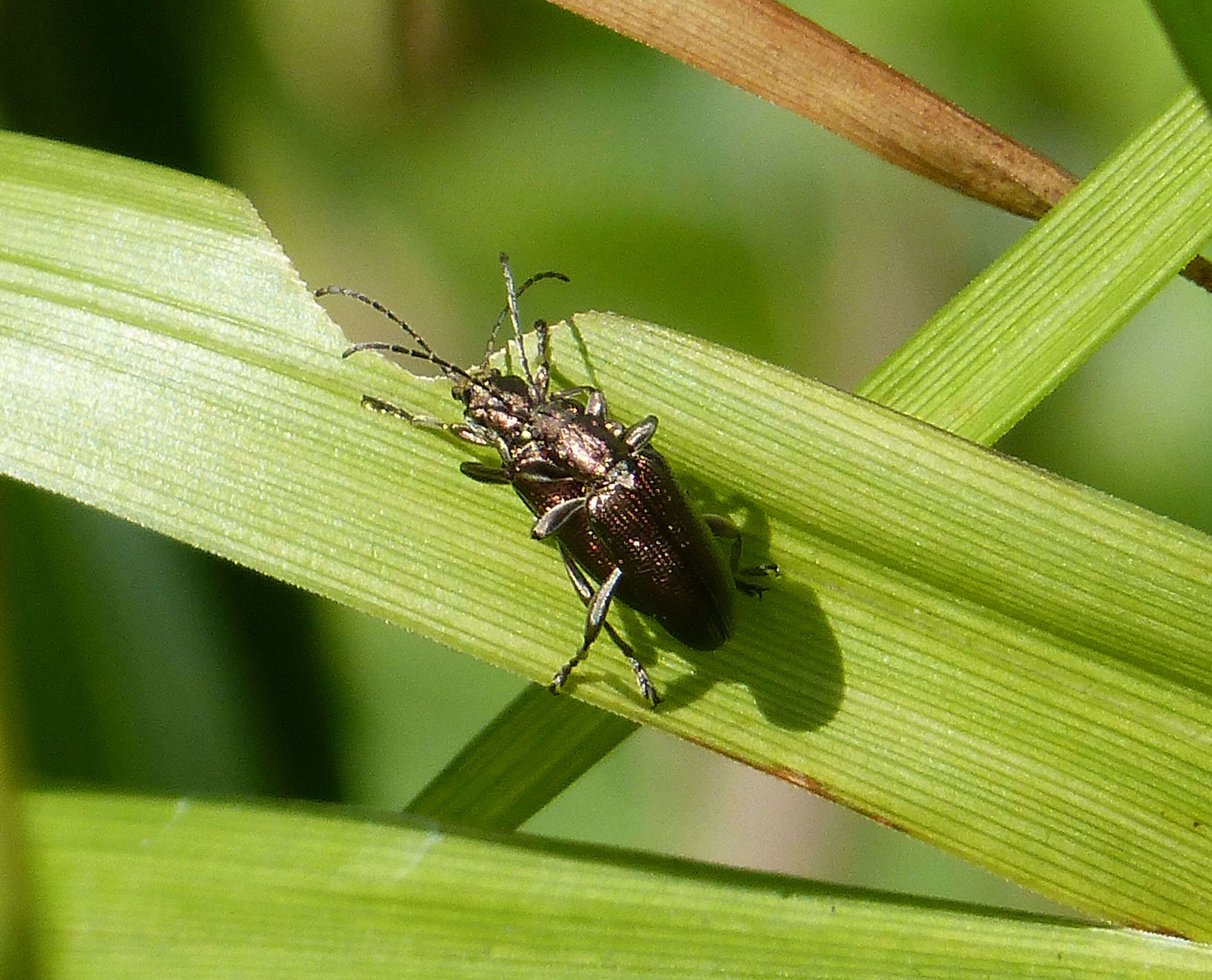 Image of reed leaf beetle