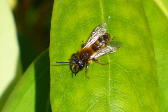 Plancia ëd Andrena fulva (Müller 1766)