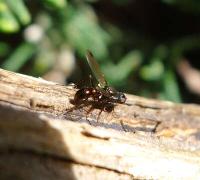 Sepsis cynipsea (Linnaeus 1758) resmi