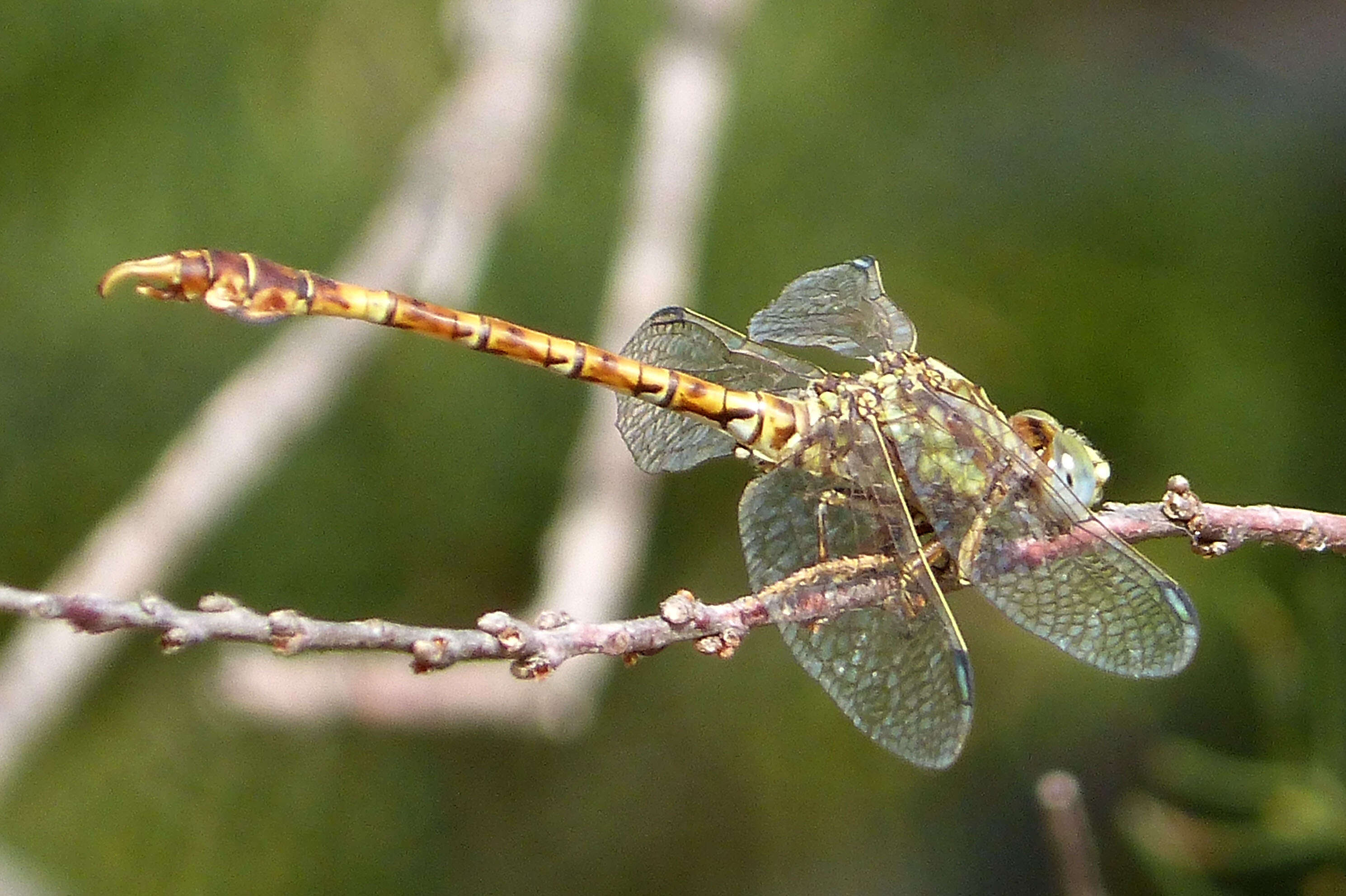 Imagem de Paragomphus genei (Selys 1841)