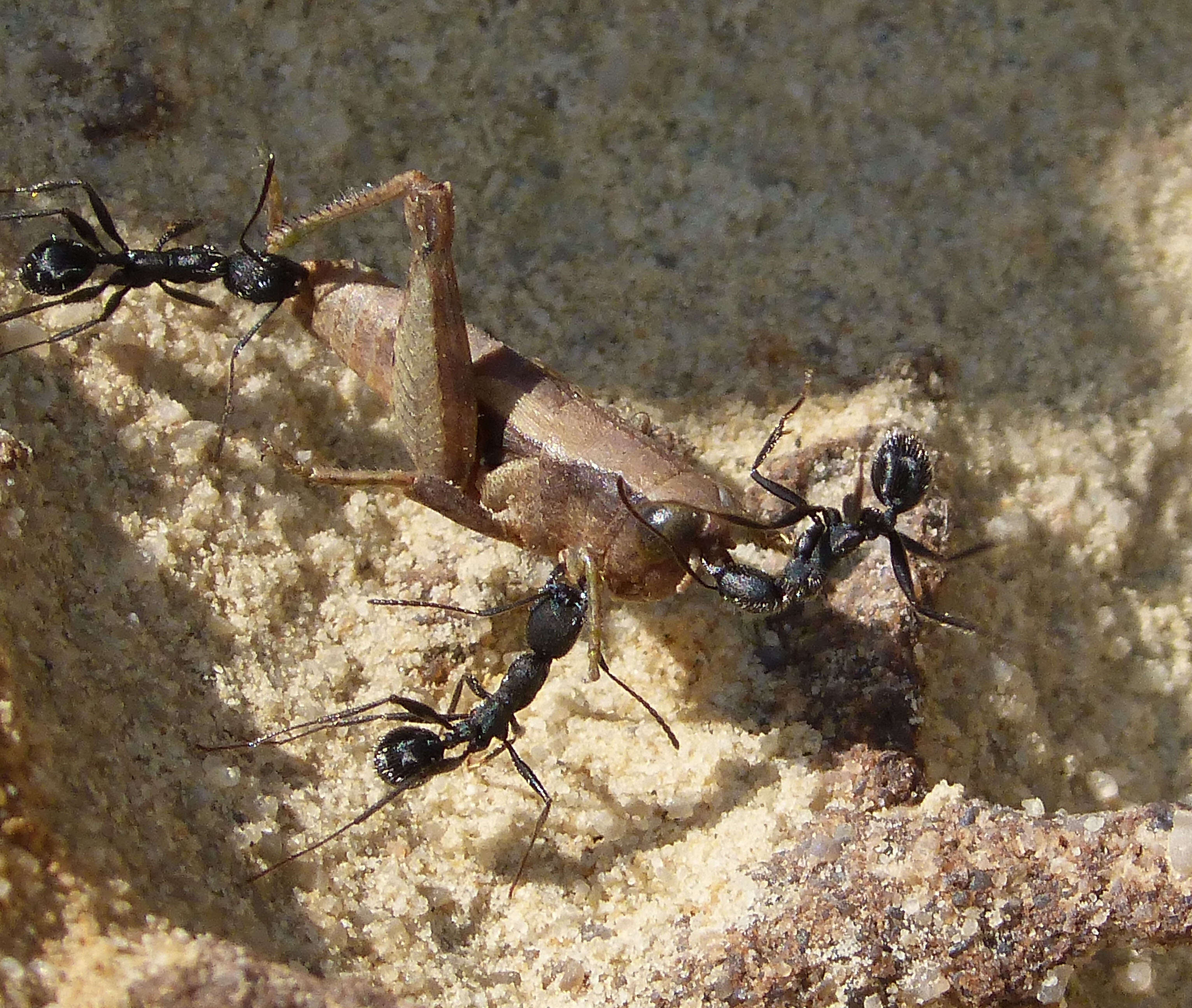 Image of Spine-waisted Ants