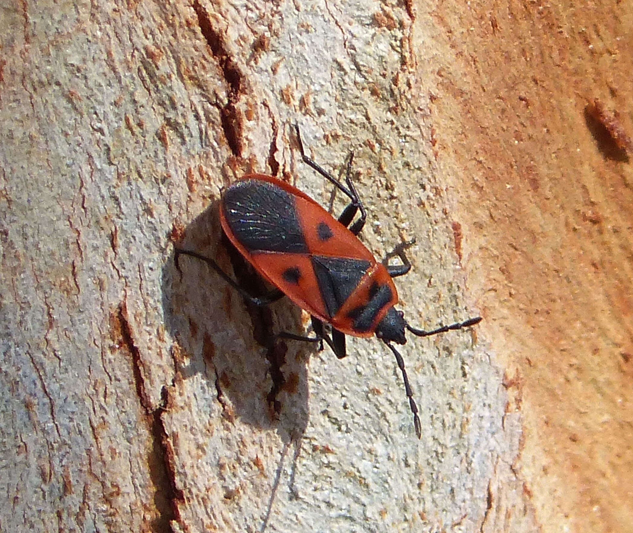 Image of Red bug