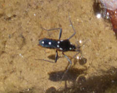 Image of Velia subgen. Plesiovelia Tamanini 1955