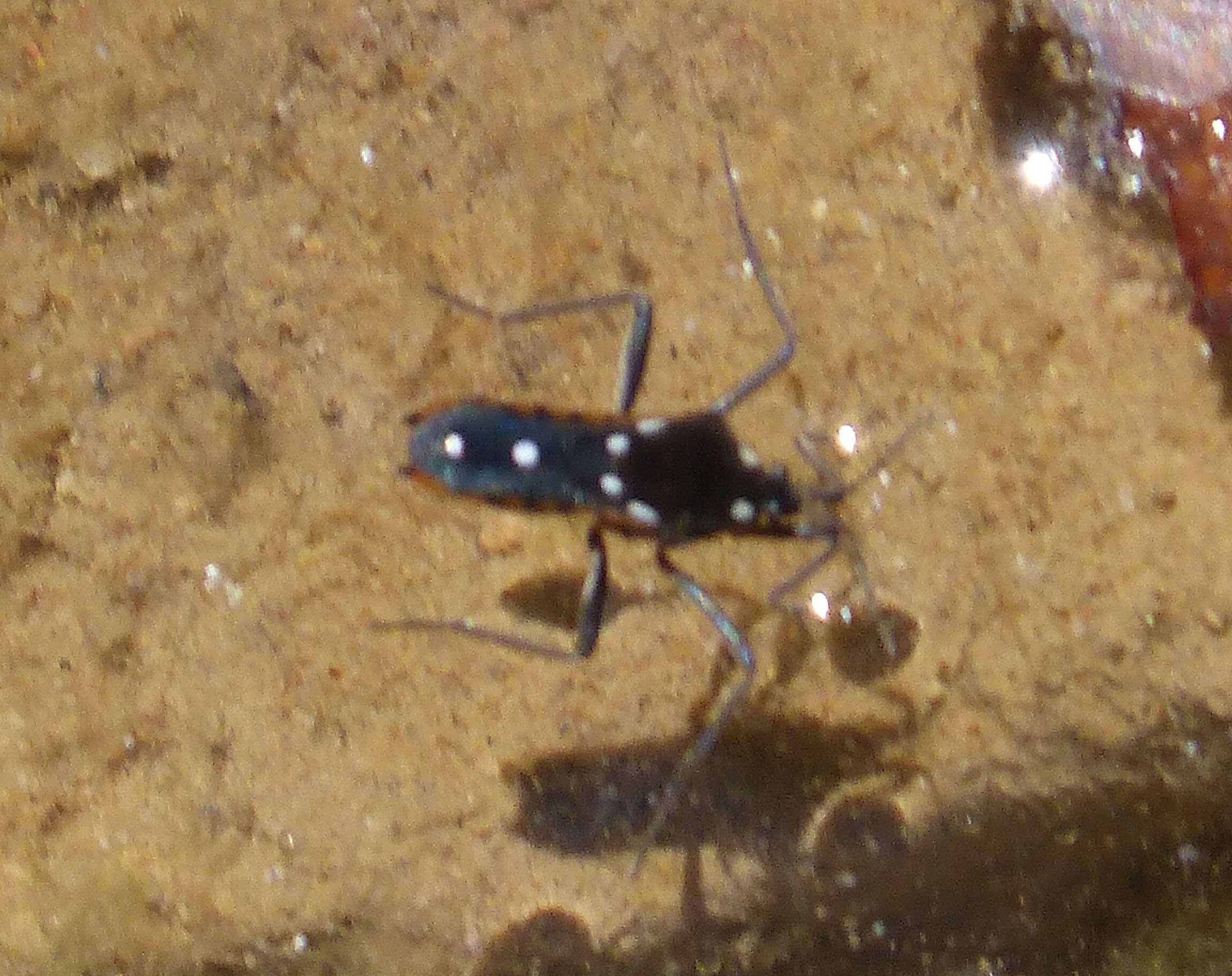 Image of Velia subgen. Plesiovelia Tamanini 1955