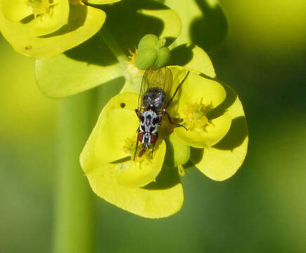 Image of Anthomyia procellaris Rondani 1866