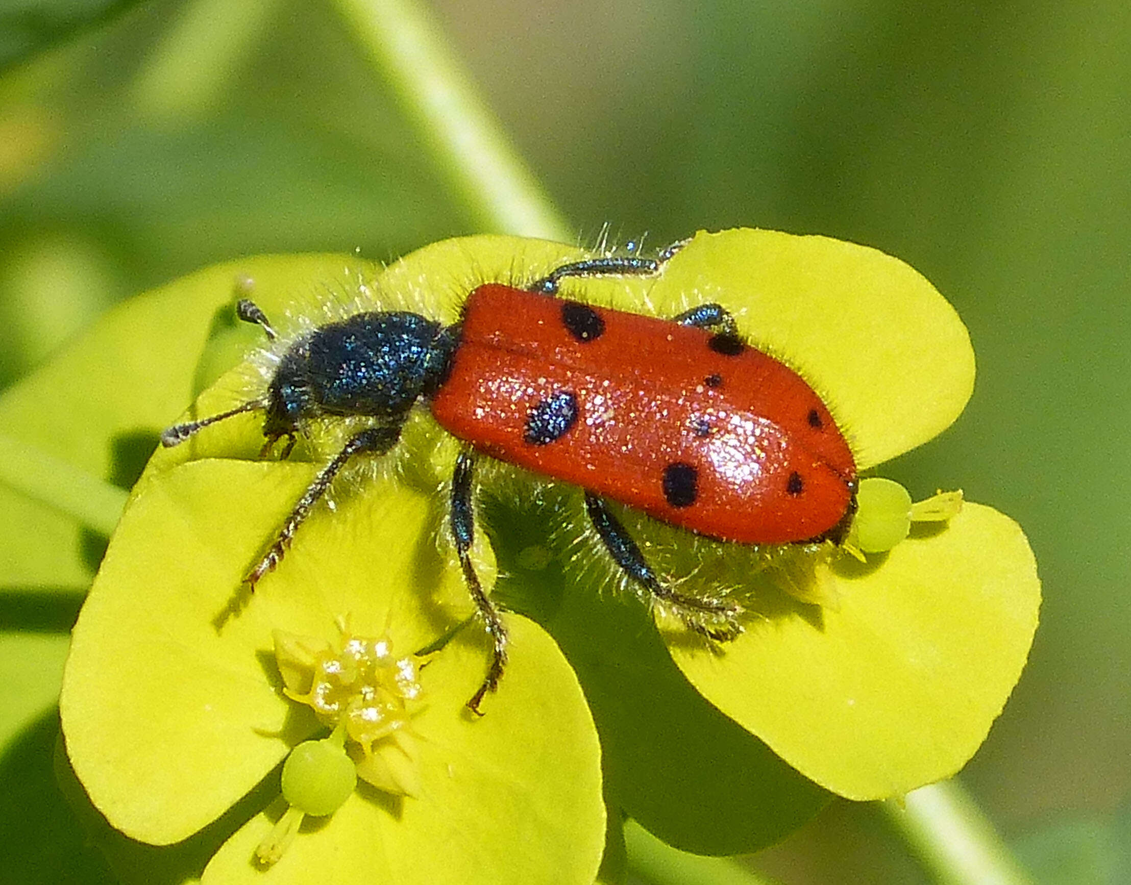 Image of Trichodes octopunctatus