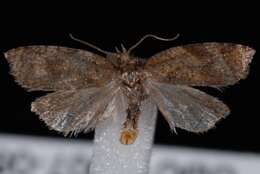 Image of strawberry tortrix moth