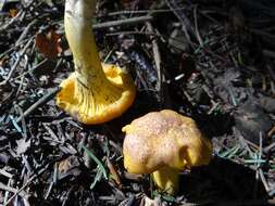 Imagem de Cantharellus amethysteus (Quél.) Sacc. 1887