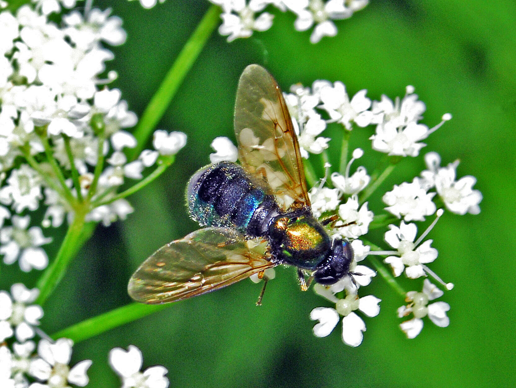 Sivun Chloromyia formosa (Scopoli 1763) kuva