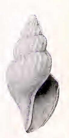 Image of Oenopota pavlova (Dall 1919)