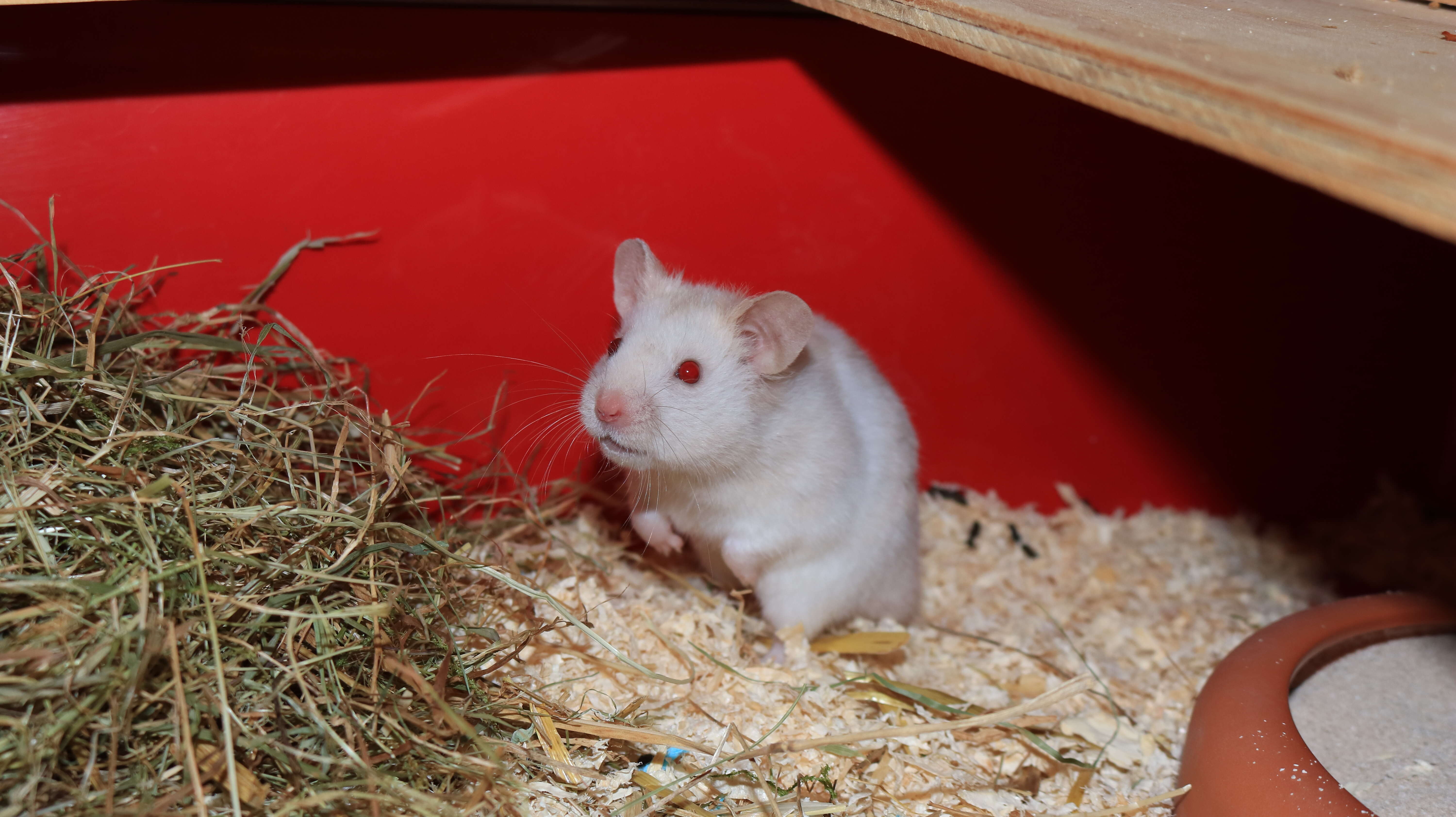 Image of hamsters