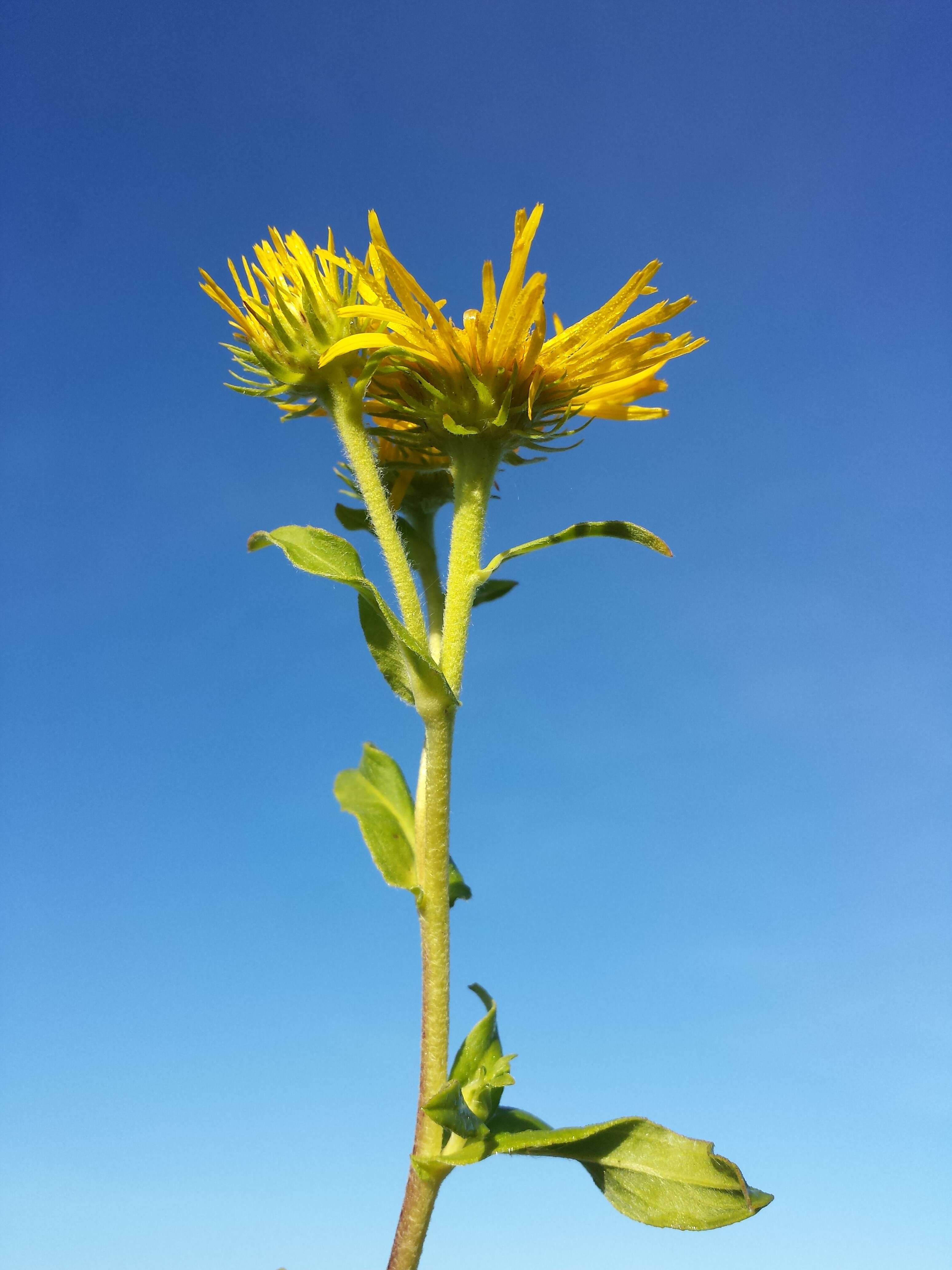 Image of British yellowhead