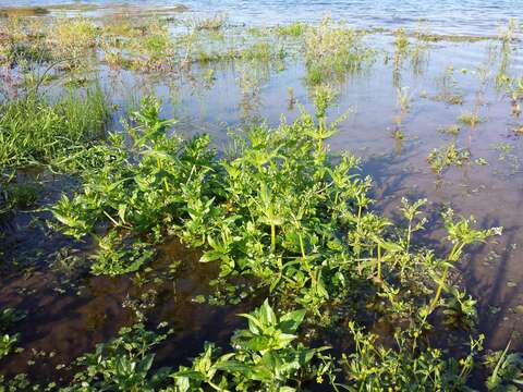 Image of Blue Water-speedwell