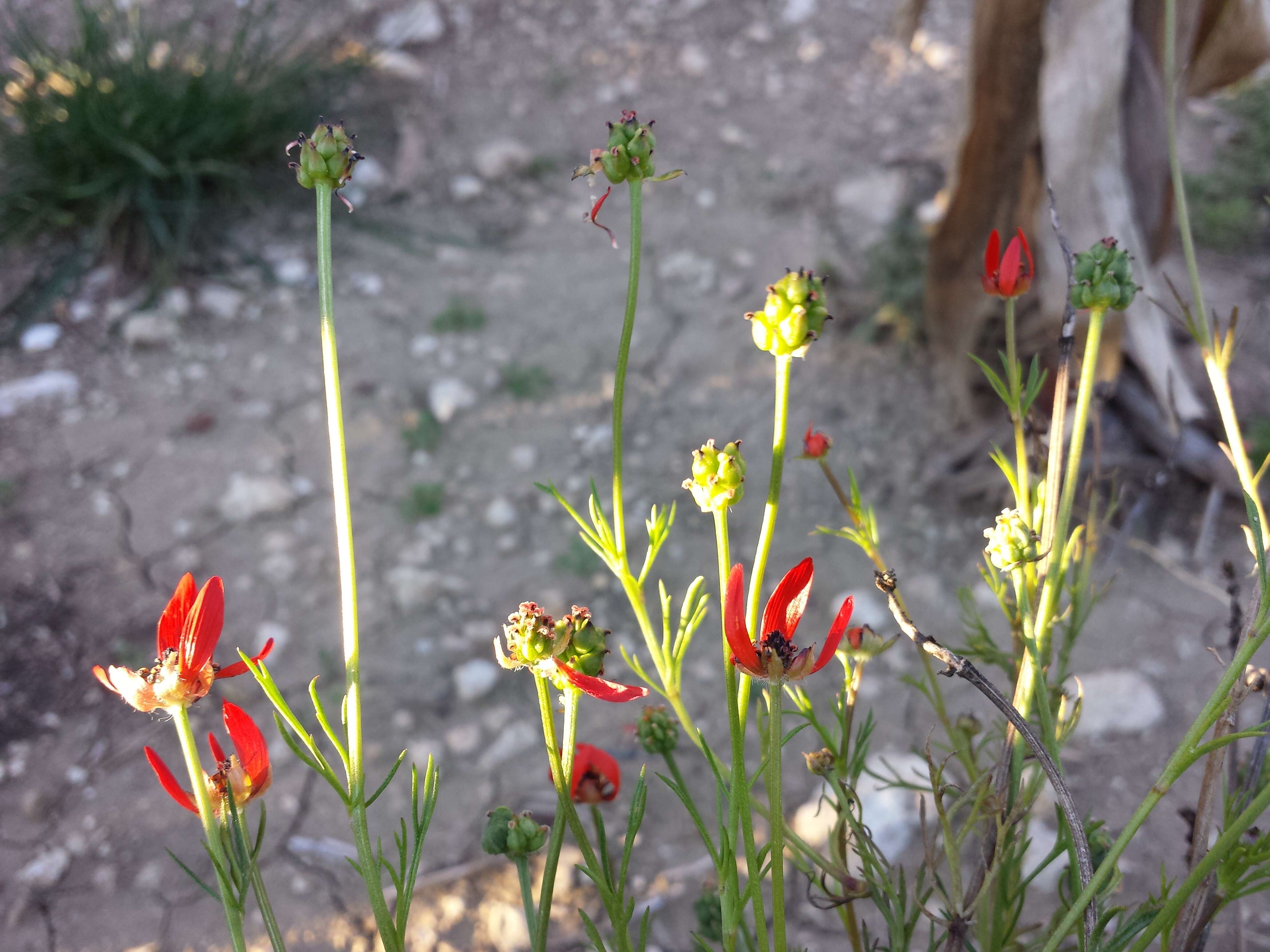 Image of flame adonis