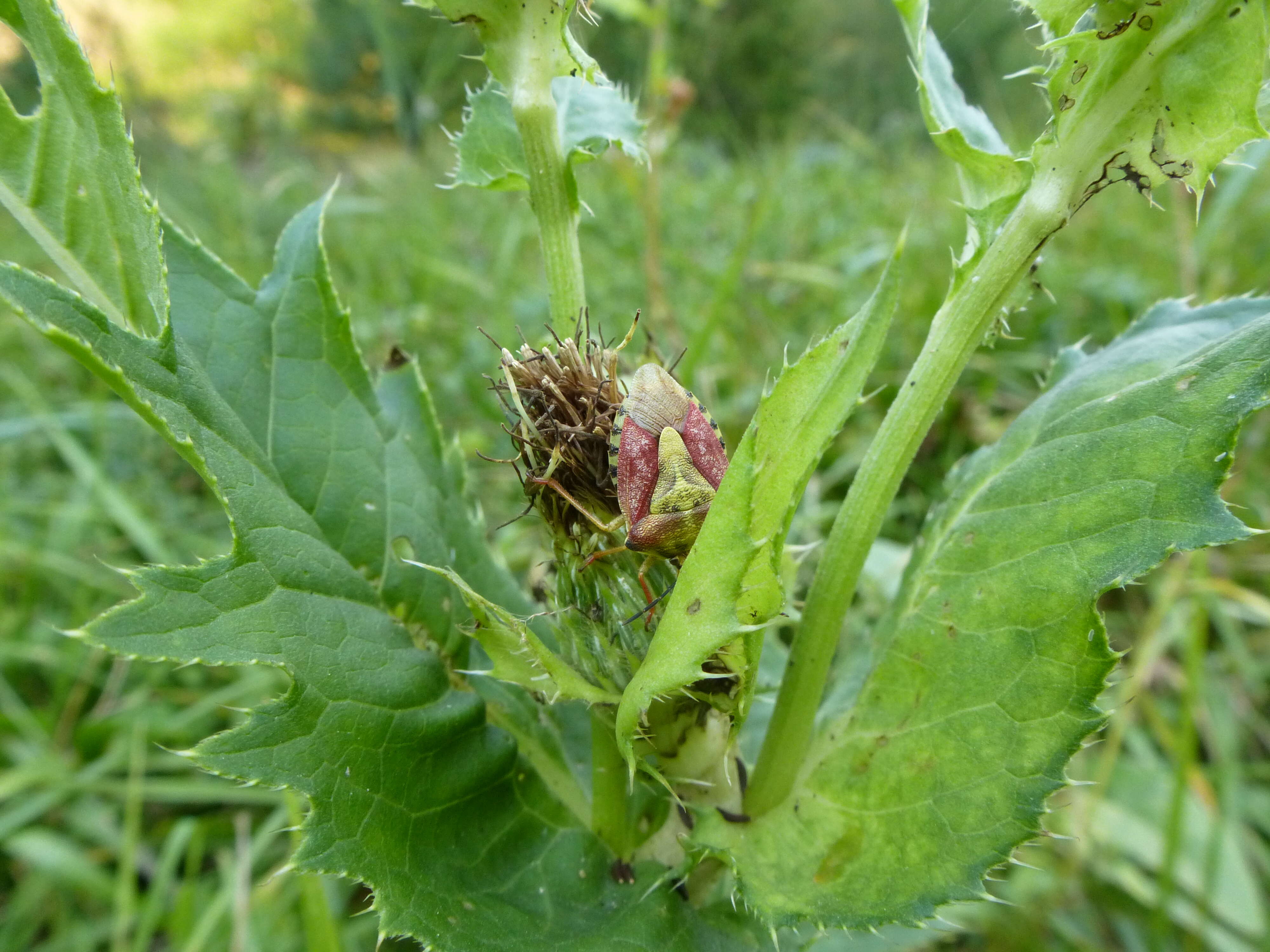 Image of Cabbage Thistle