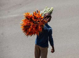 Image of Bird of paradise plant