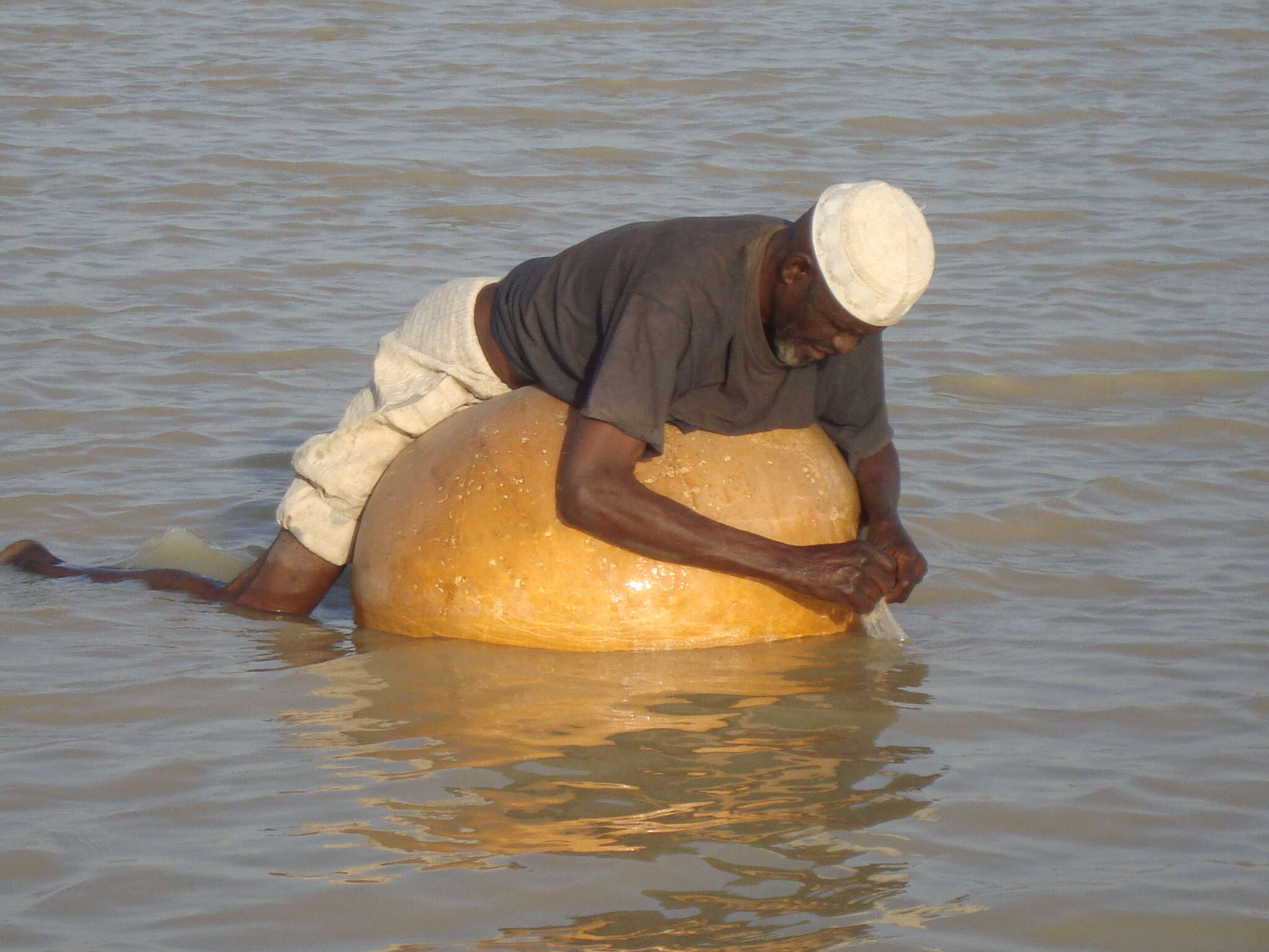 Image of Tilapia