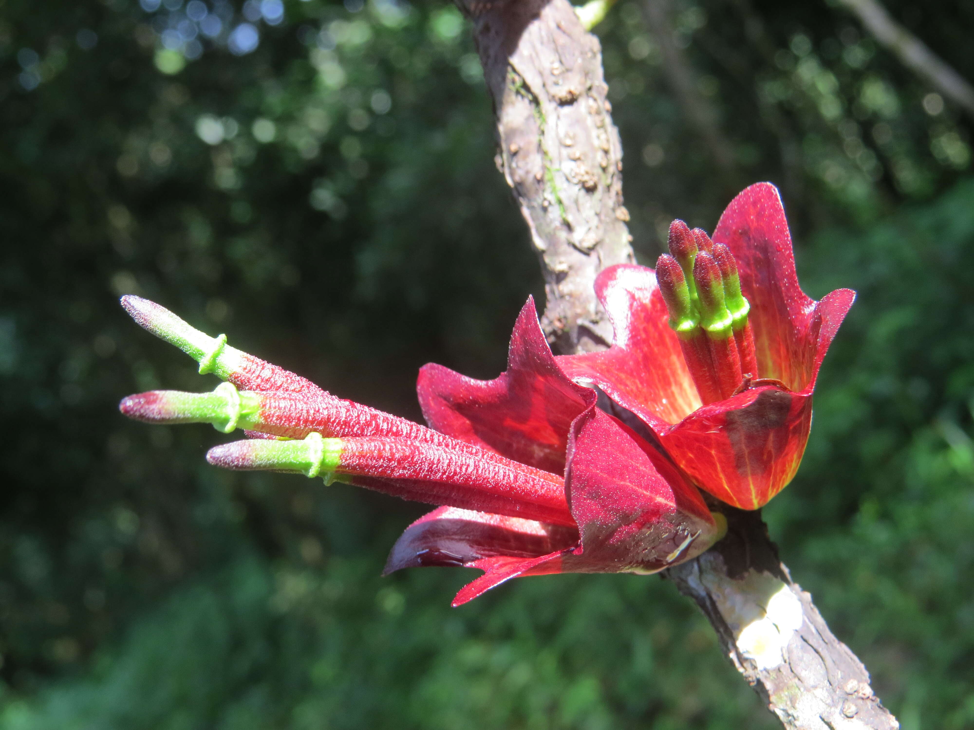 Image de Tolypanthus lagenifer