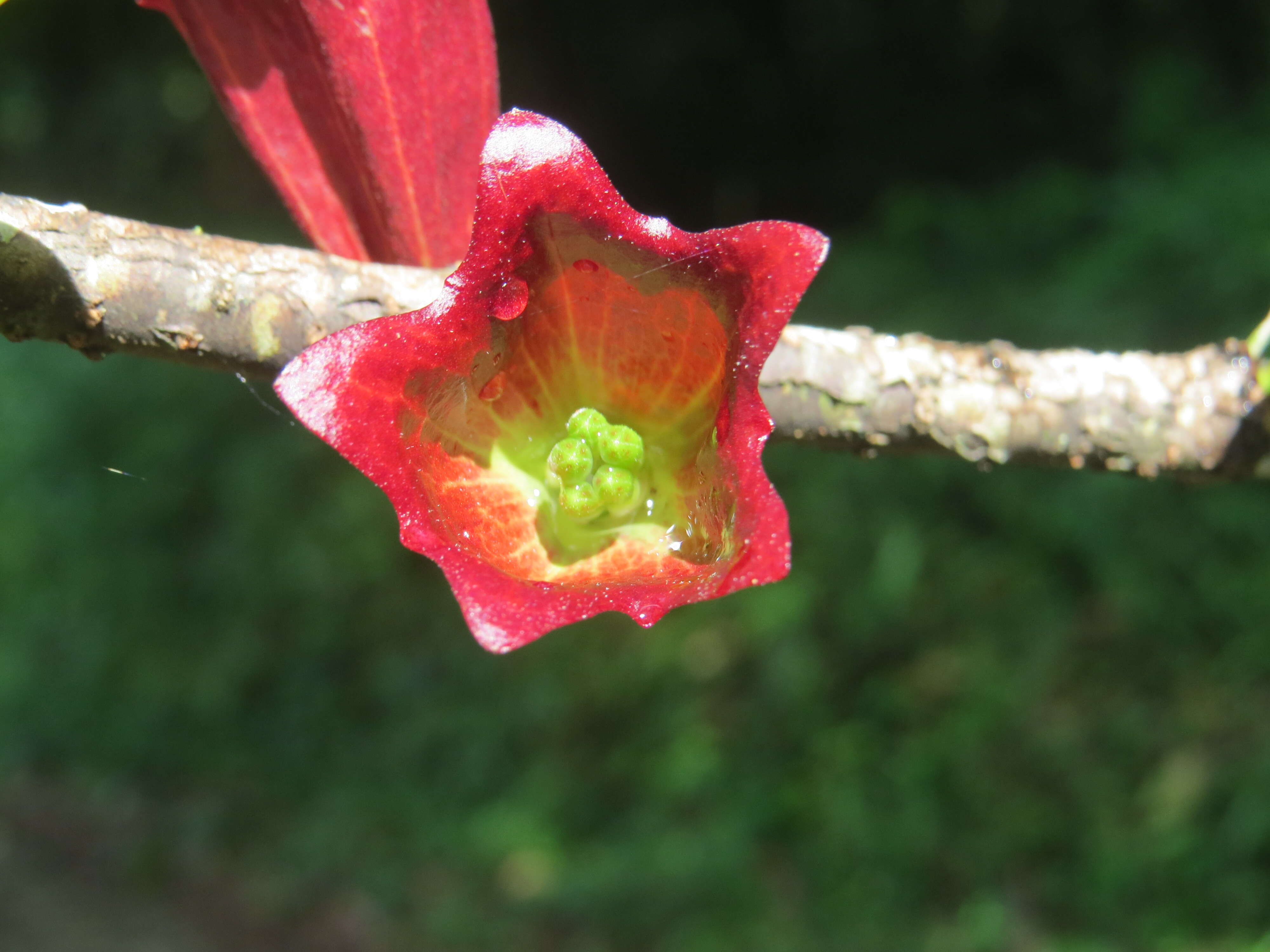 Image de Tolypanthus lagenifer