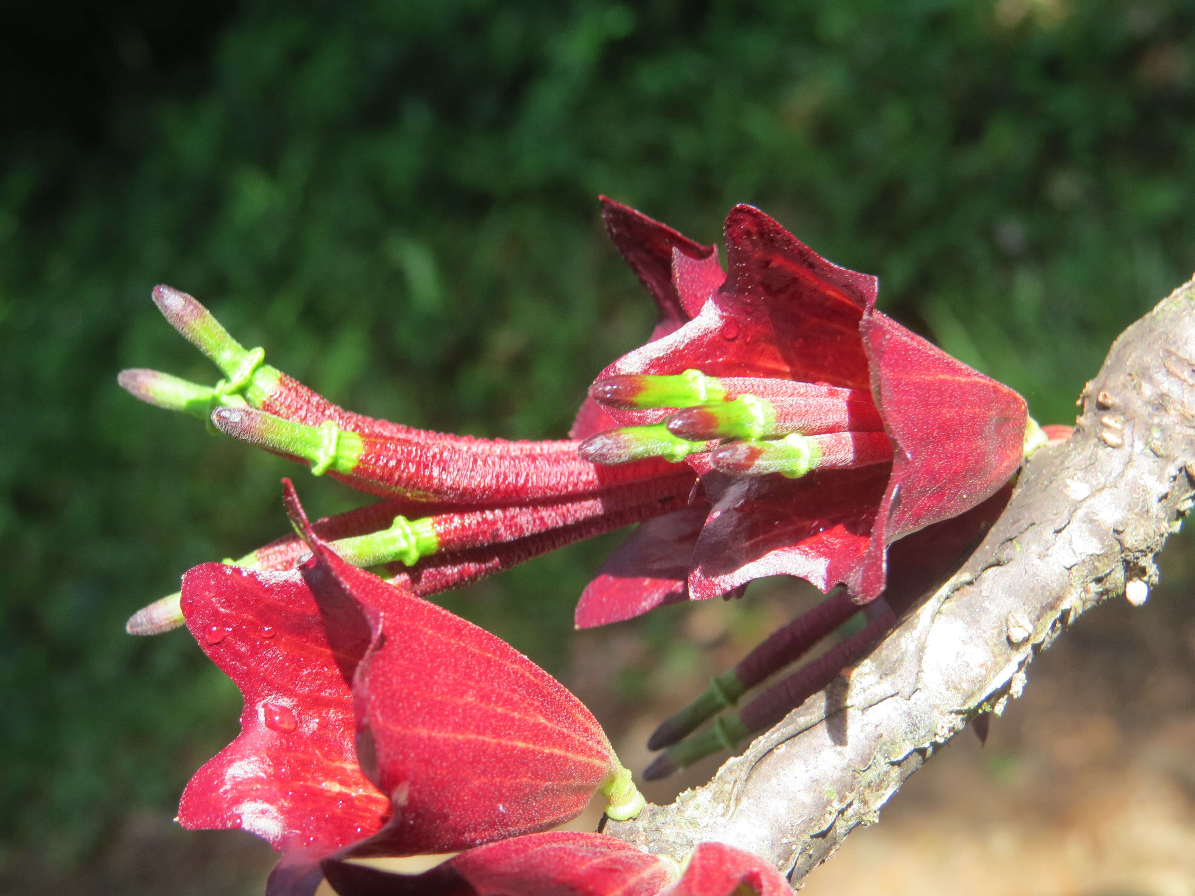 Image de Tolypanthus lagenifer