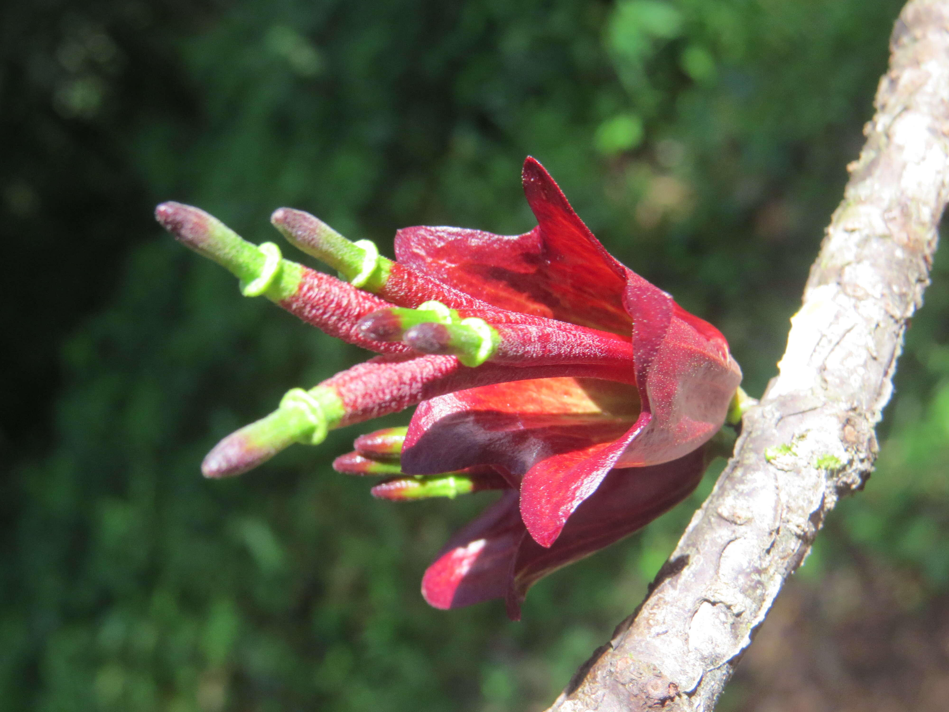 Image de Tolypanthus lagenifer