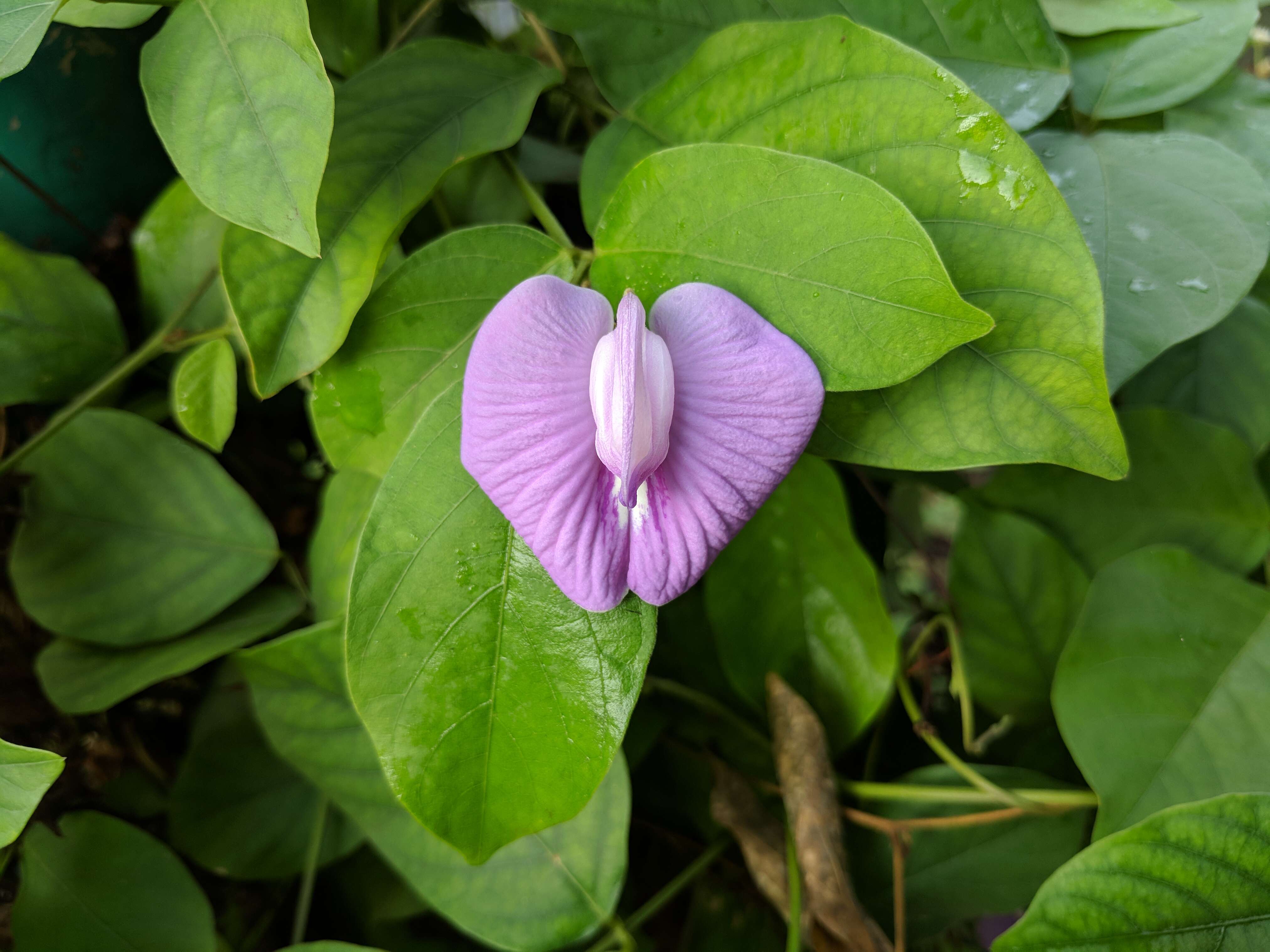 Image of flor de conchitas